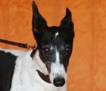 Orson Ivy thumbnail 2