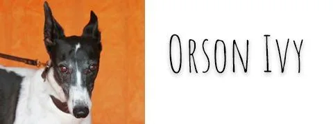 Orson Ivy thumbnail 3