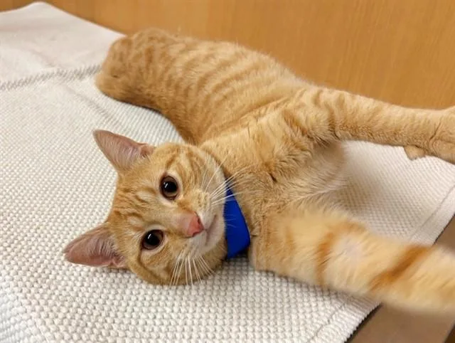 A young medium-sized male Domestic Short Hair cat named Ringo for adoption in Saint Louis, MO