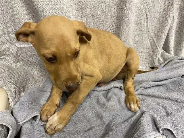 A baby small-sized male Vizsla dog named Freddy for adoption in Modesto, CA