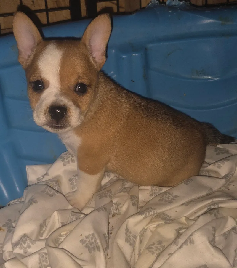 Frenchie