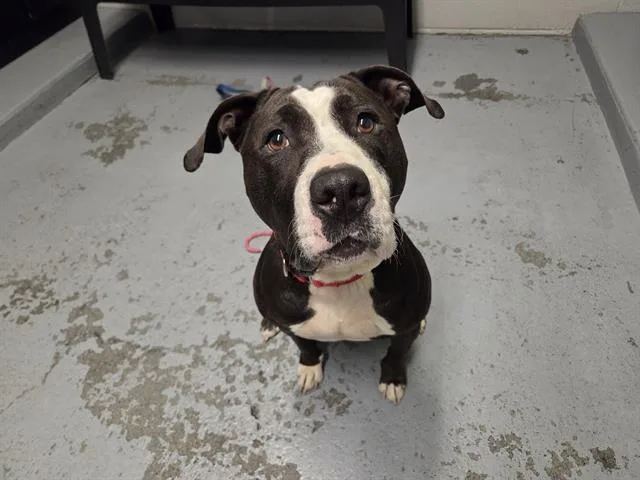 An adult medium-sized female Pit Bull Terrier dog named Sable for adoption in Kent, WA