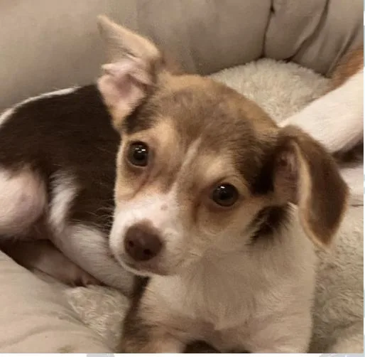 A baby small-sized female Tricolor (Brown, Black, & White) Chihuahua dog named Orsina for adoption in Pawleys Island, SC