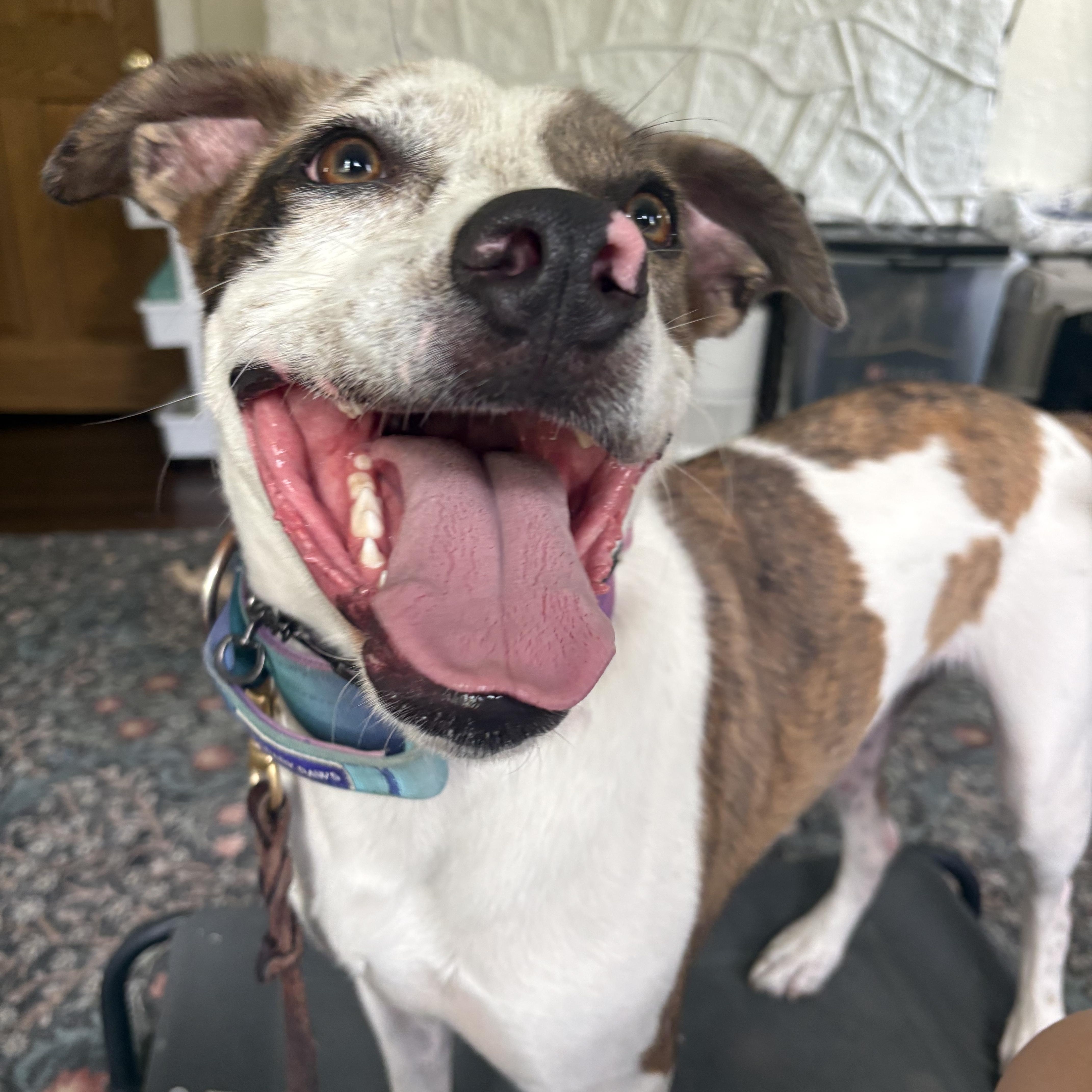 A young medium-sized male Catahoula Leopard Dog dog named Gizmo for adoption in Oswego, IL