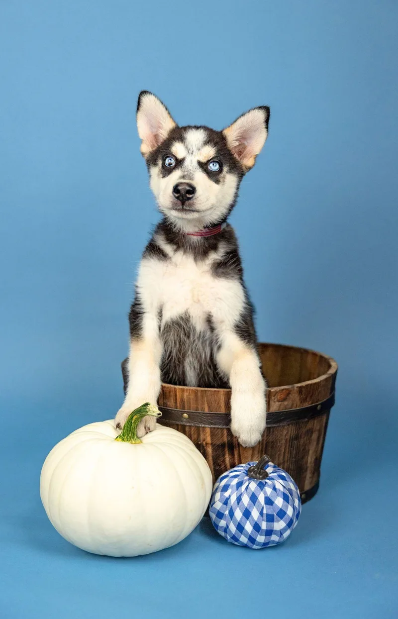 A baby large-sized female Husky dog named 819-26 for adoption in Brighton, CO