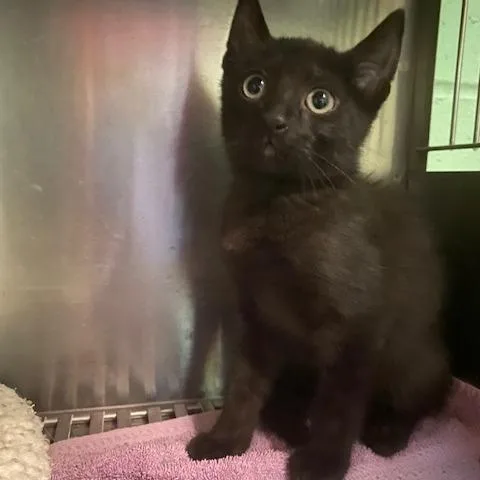 A baby small-sized male Black Domestic Short Hair cat named Comet for adoption in Dayton, OH
