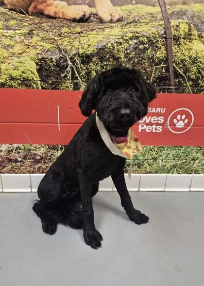 A young medium-sized female Black Bouvier des Flandres dog named Ebony for adoption in Lafayette, IN