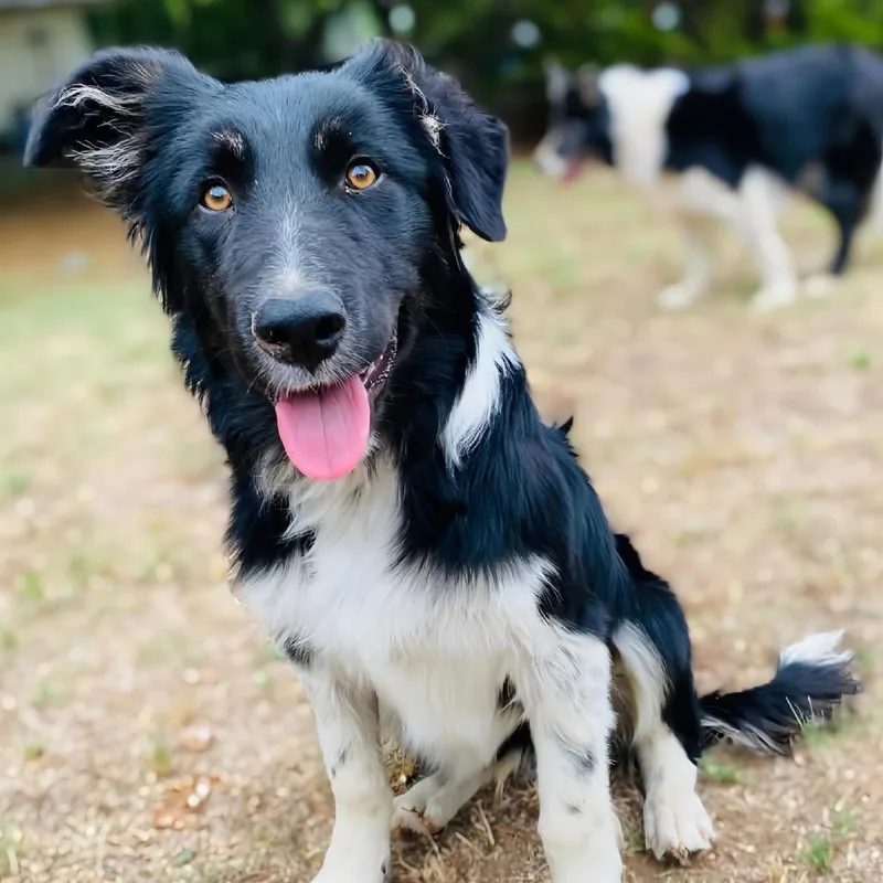 A baby medium-sized male Black Border Collie dog named Guymon for adoption in Enid, OK