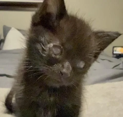 A baby small-sized female Domestic Short Hair cat named Olive for adoption in Alameda, CA