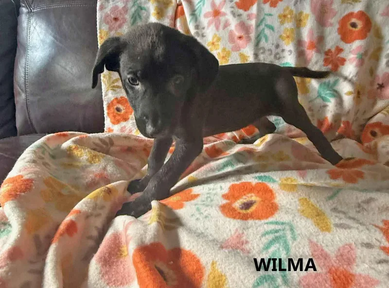 A baby medium-sized female Black German Shepherd Dog dog named Wilma for adoption in Washington, GA