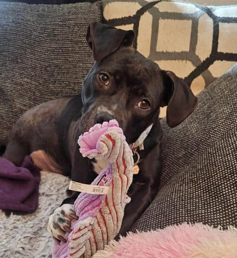 An adult medium-sized female Black Pit Bull Terrier dog named June Bug for adoption in Euclid, OH