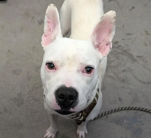 A young medium-sized female Pit Bull Terrier dog named Maple for adoption in Tucson, AZ