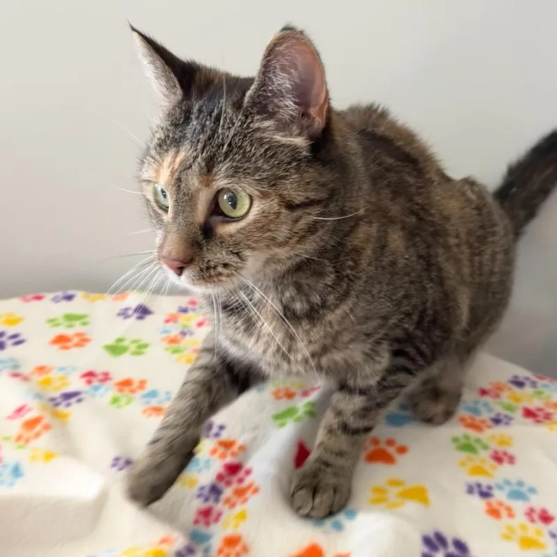 Karoline thumbnail 3