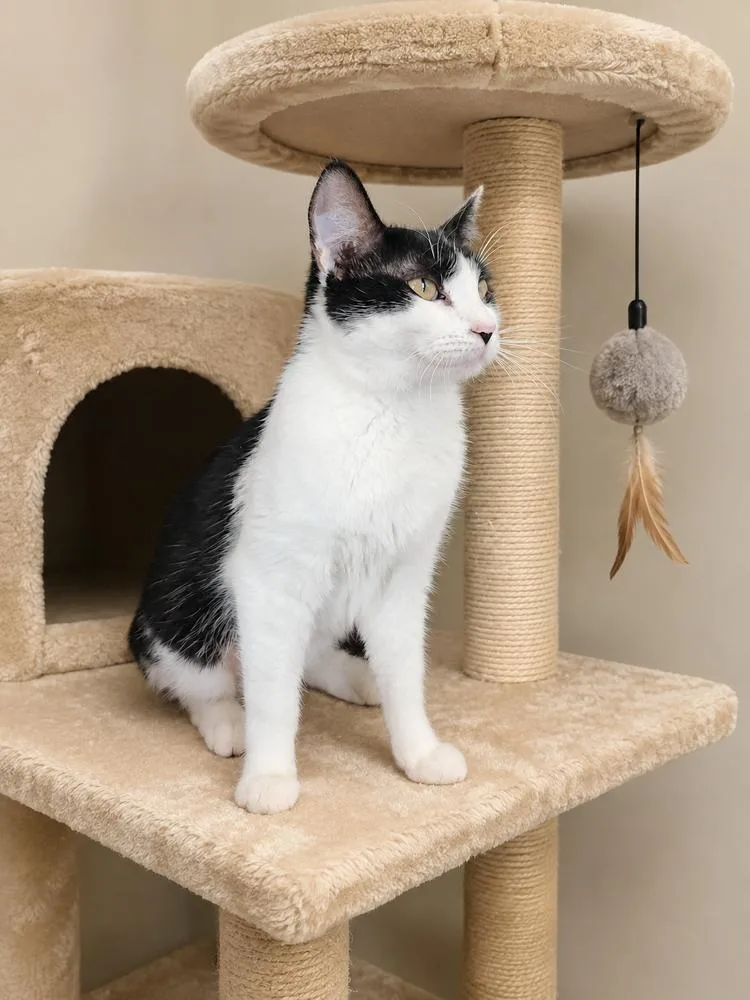 A young medium-sized female Black & White / Tuxedo Domestic Short Hair cat named Patience for adoption in Dallas, TX
