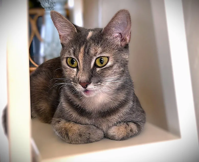 An adult medium-sized female Dilute Calico cat named Coral for adoption in Fort Myers, FL