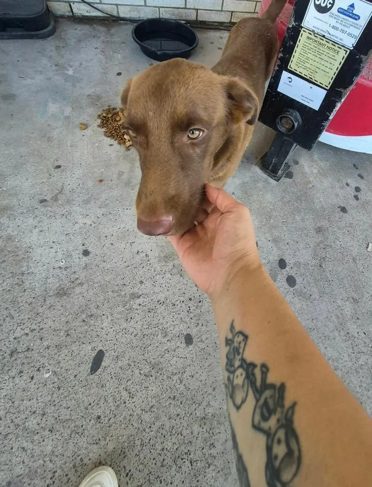 An adult medium-sized male Labrador Retriever dog named Choco Chap for adoption in Aurora, CO
