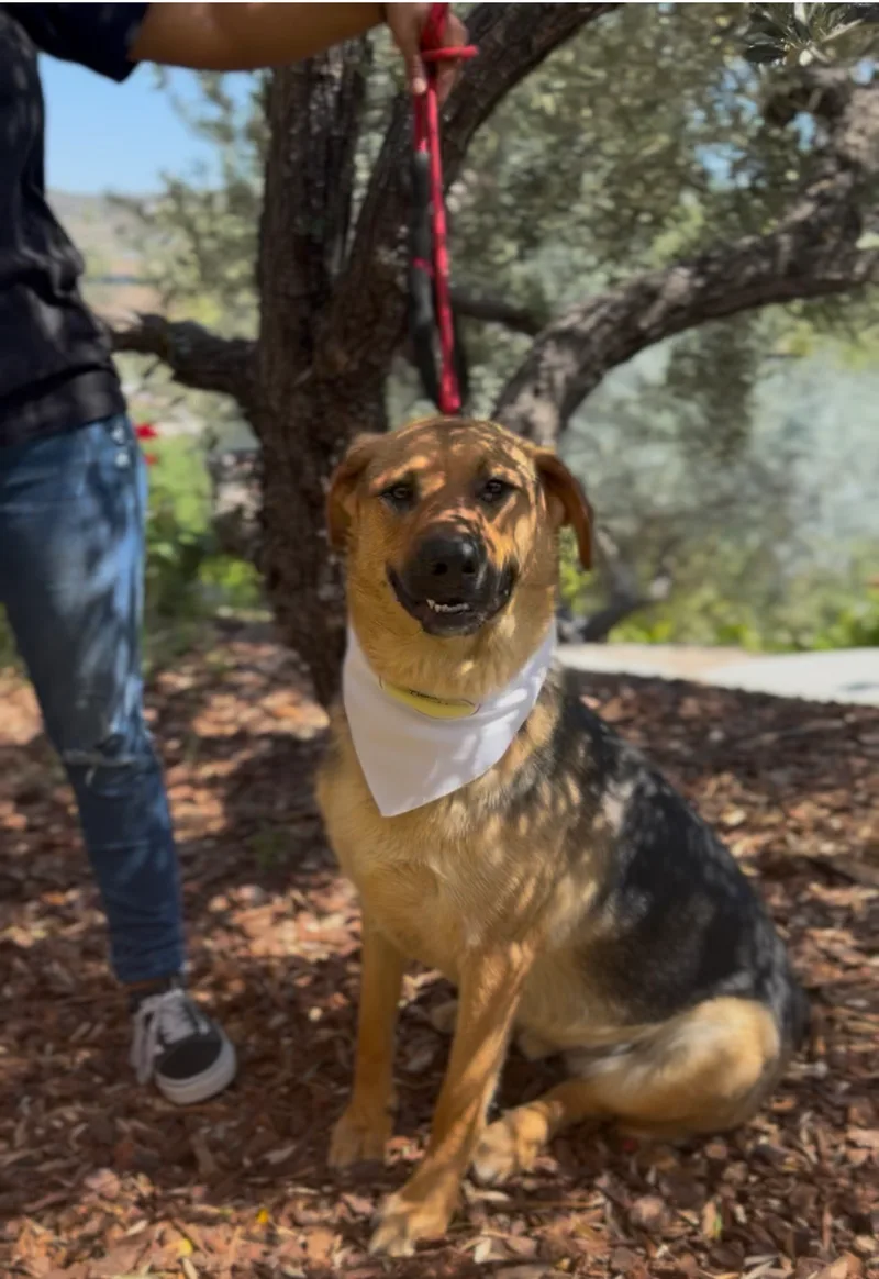 A young large-sized male German Shepherd Dog dog named Dexter for adoption in Perris, California