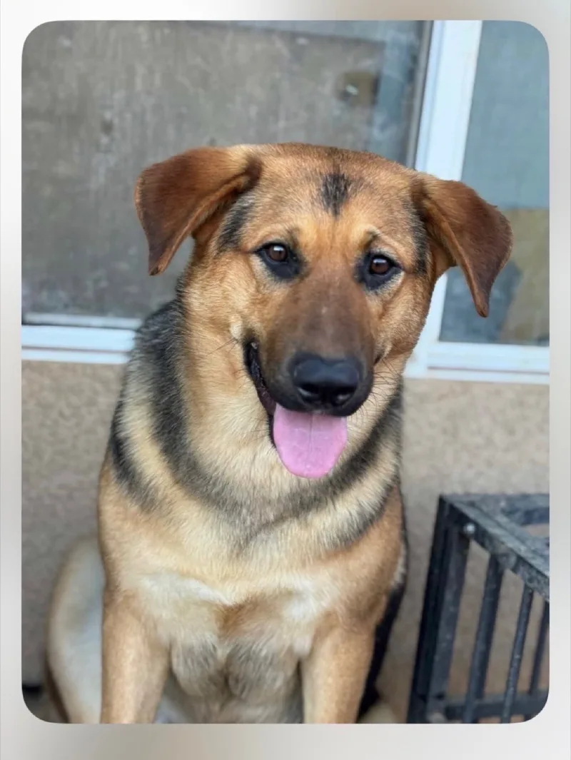 A young large-sized male German Shepherd Dog dog named Dexter for adoption in Perris, California