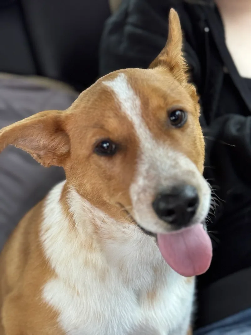 A young large-sized male Cattle Dog dog named King for adoption in Perris, California
