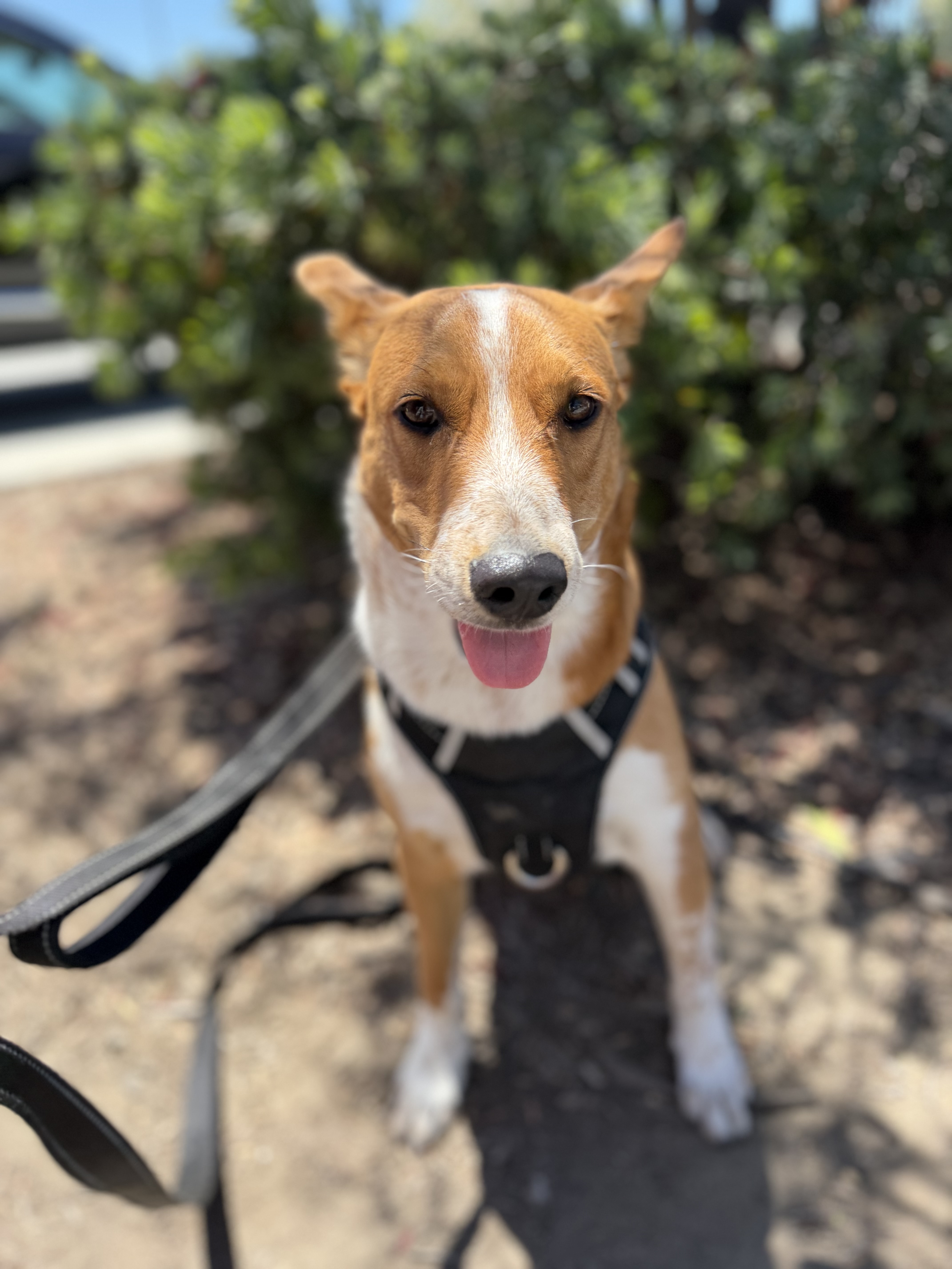 A young large-sized male Cattle Dog dog named King for adoption in Perris, California