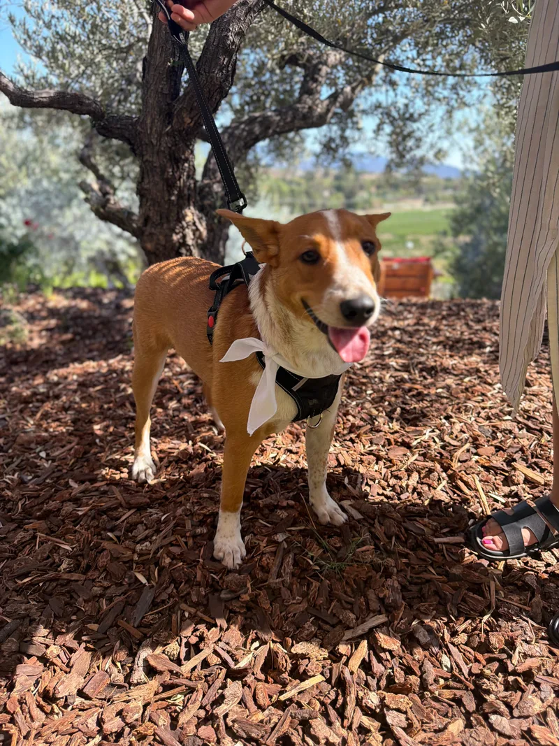 A young large-sized male Cattle Dog dog named King for adoption in Perris, California