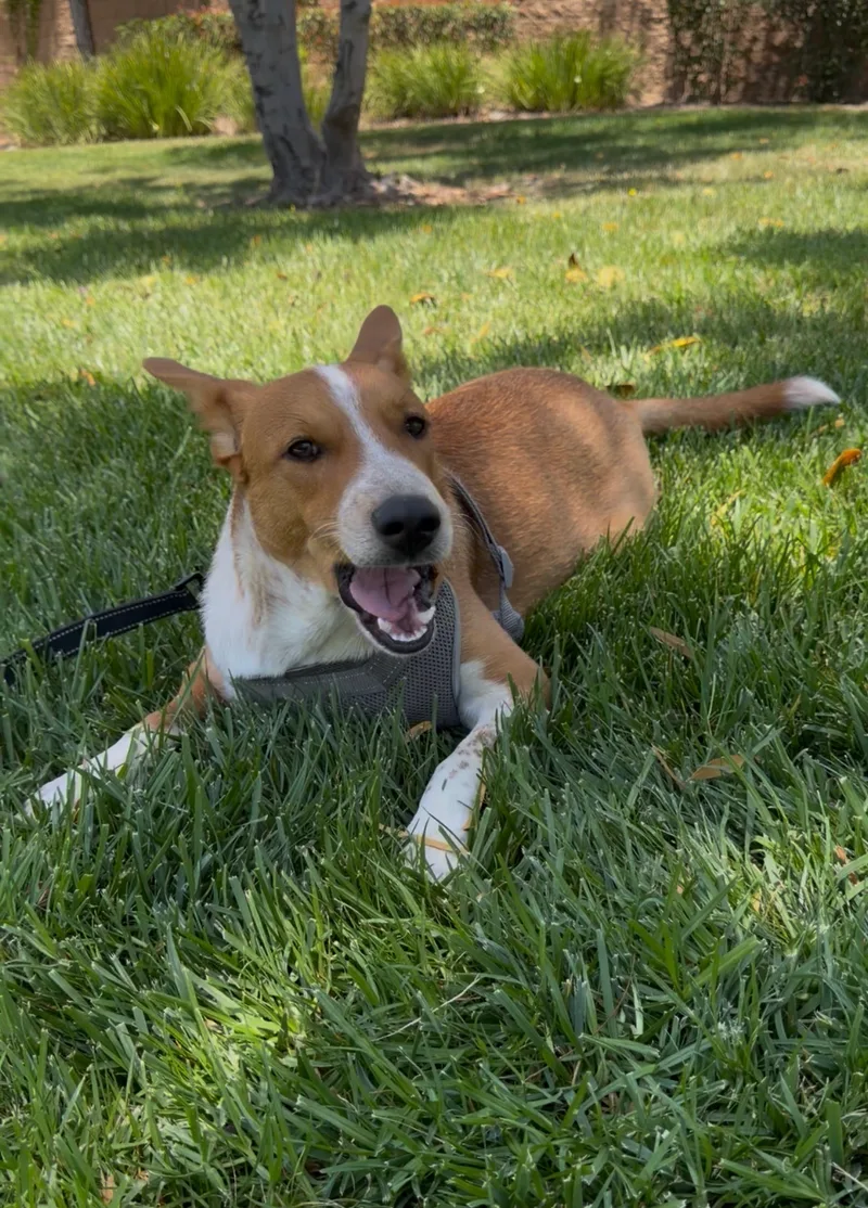 A young large-sized male Cattle Dog dog named King for adoption in Perris, CA