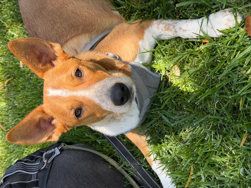 A young large-sized male Cattle Dog dog named King for adoption in Perris, CA