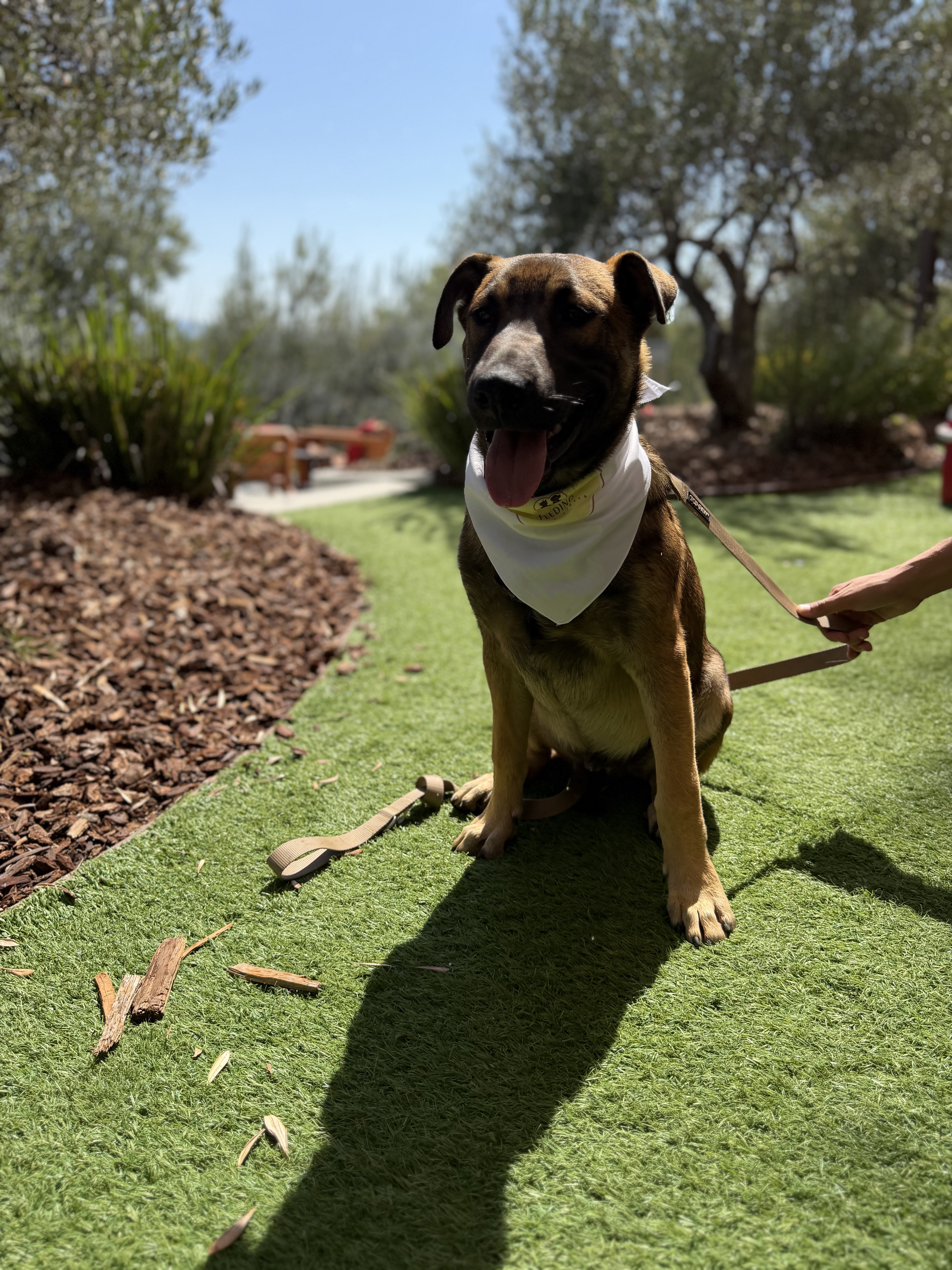 A baby medium-sized male Belgian Shepherd / Malinois dog named Maddix for adoption in Perris, California