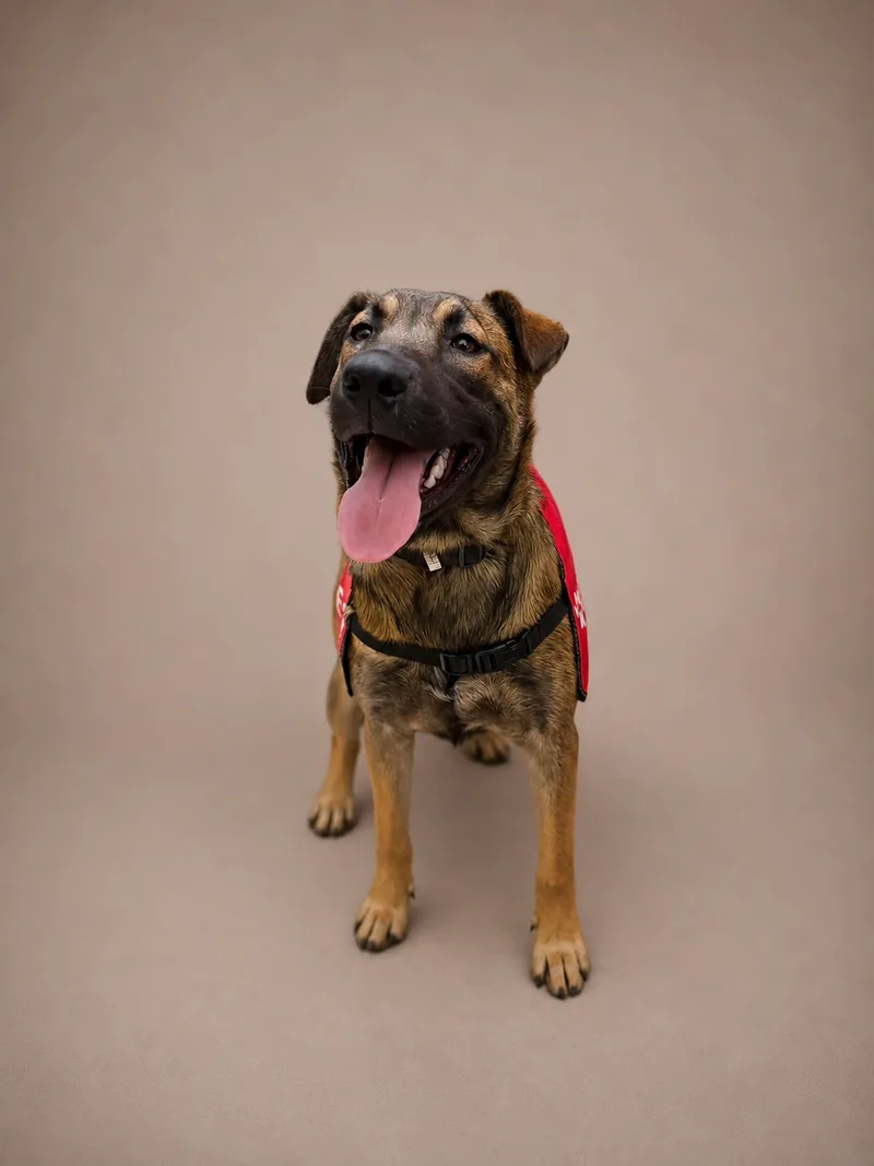 A baby medium-sized male Belgian Shepherd / Malinois dog named Maddix for adoption in Perris, California