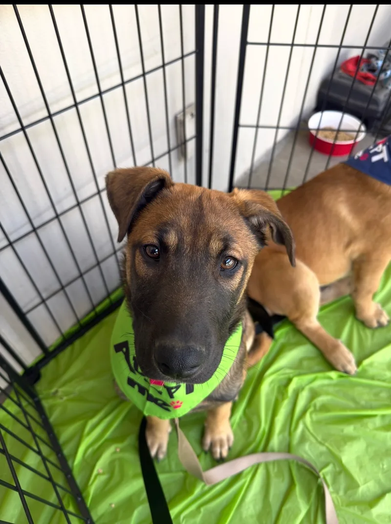 A baby medium-sized male Belgian Shepherd / Malinois dog named Maddix for adoption in Perris, CA