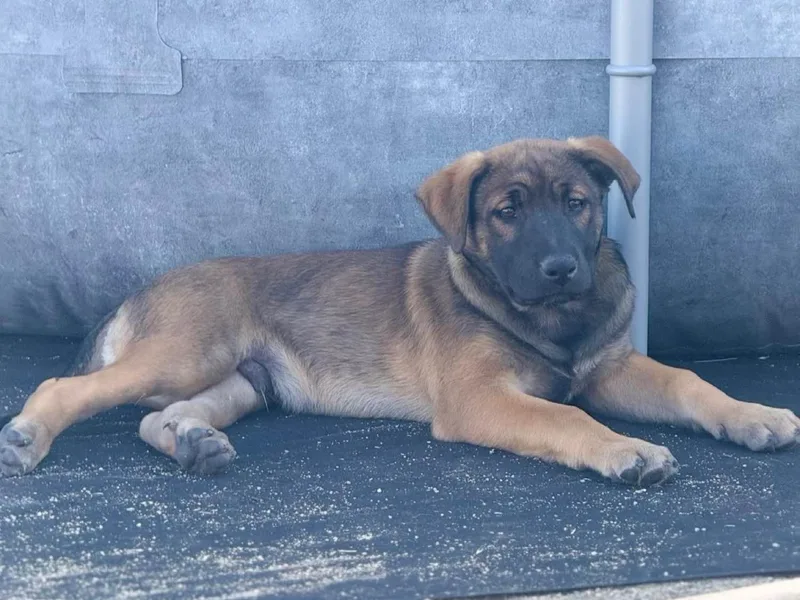 A baby medium-sized male Belgian Shepherd / Malinois dog named Maddix for adoption in Perris, California