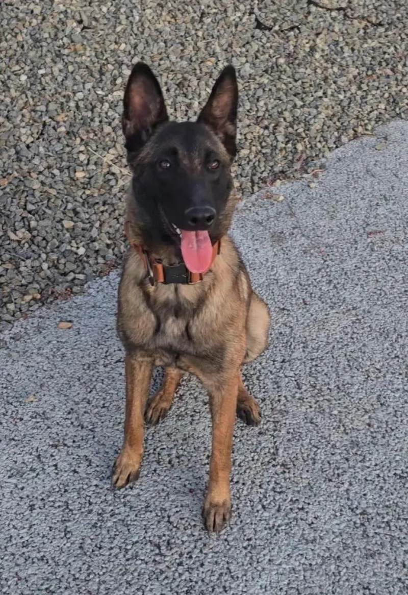A young medium-sized female Belgian Shepherd / Malinois dog named Molly for adoption in Perris, California