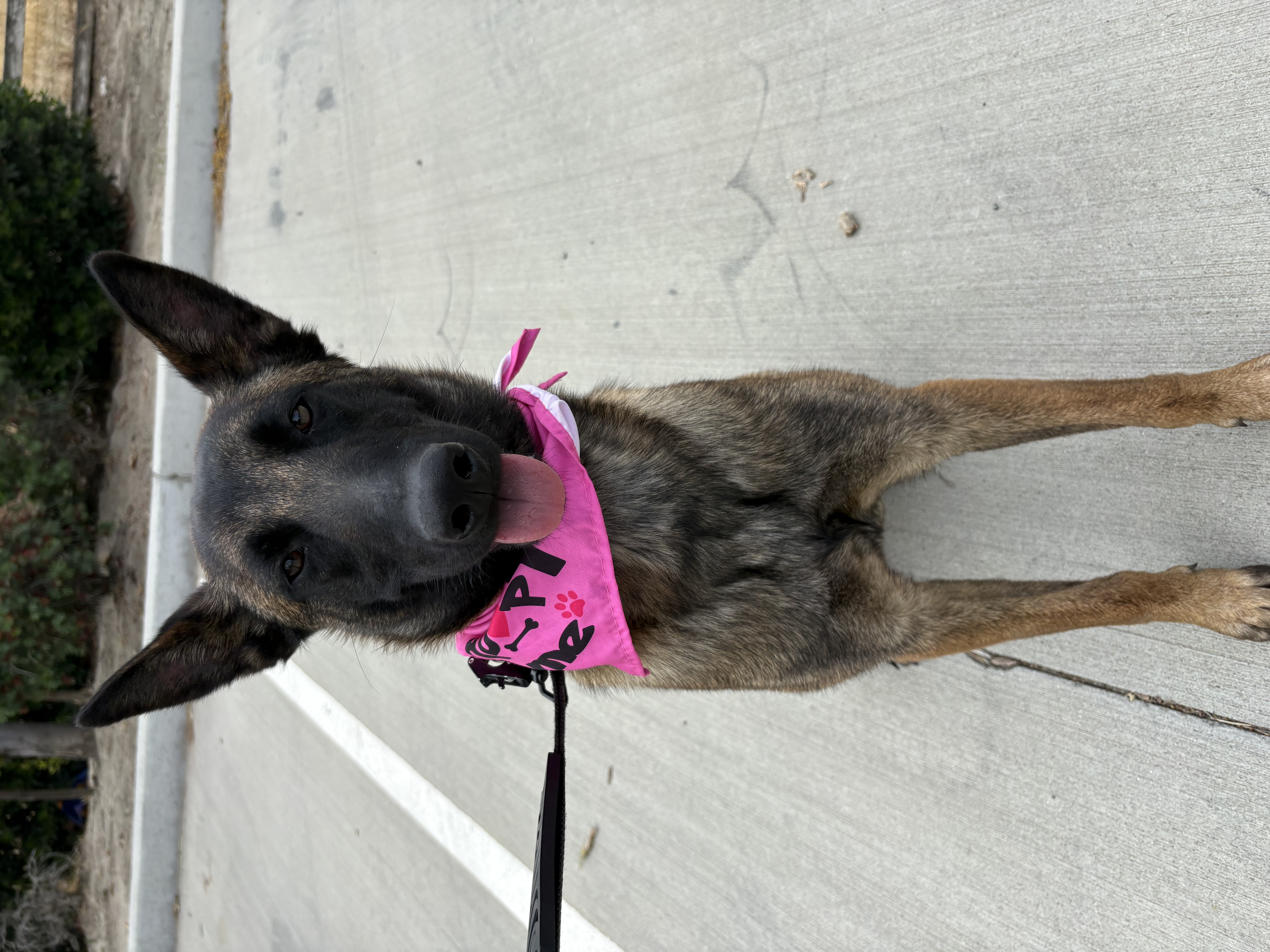 A young medium-sized female Belgian Shepherd / Malinois dog named Molly for adoption in Perris, CA