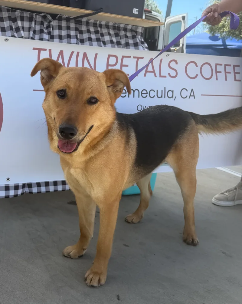 A young medium-sized female German Shepherd Dog dog named Molly for adoption in Perris, California
