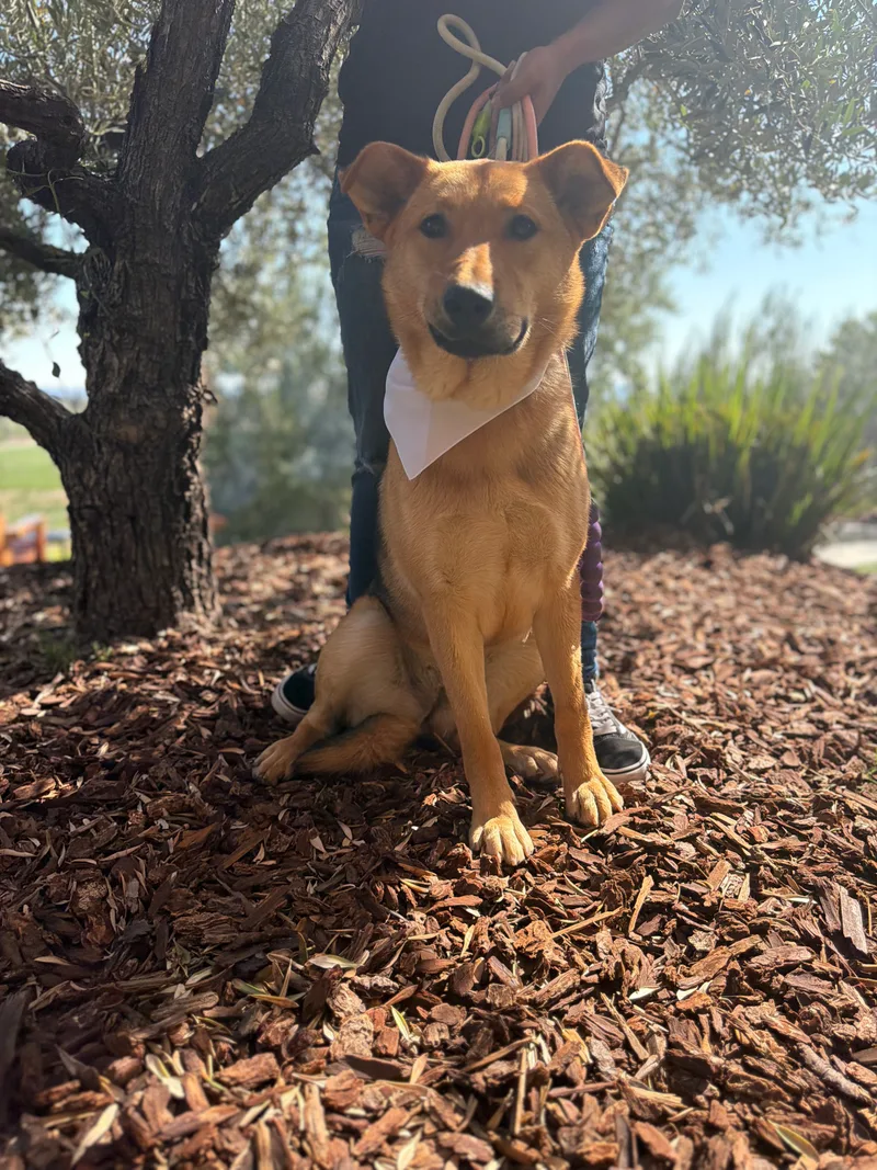 A young medium-sized female German Shepherd Dog dog named Molly for adoption in Perris, California