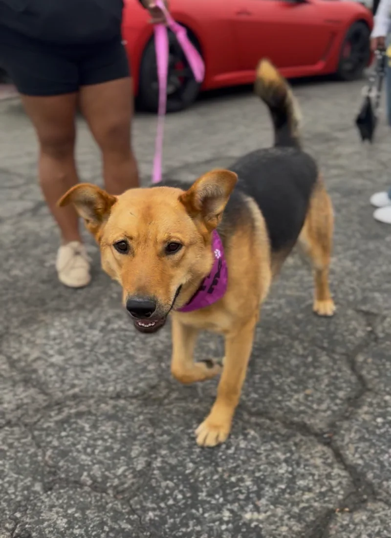 A young medium-sized female German Shepherd Dog dog named Molly for adoption in Perris, CA