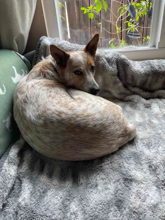 An adult medium-sized female White Cattle Dog dog named Shakira for adoption in Perris, California
