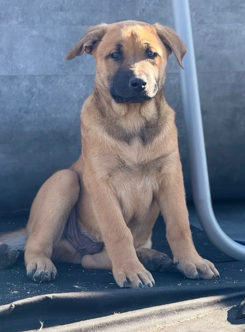 A baby medium-sized male Belgian Shepherd / Malinois dog named Zuko for adoption in Perris, California