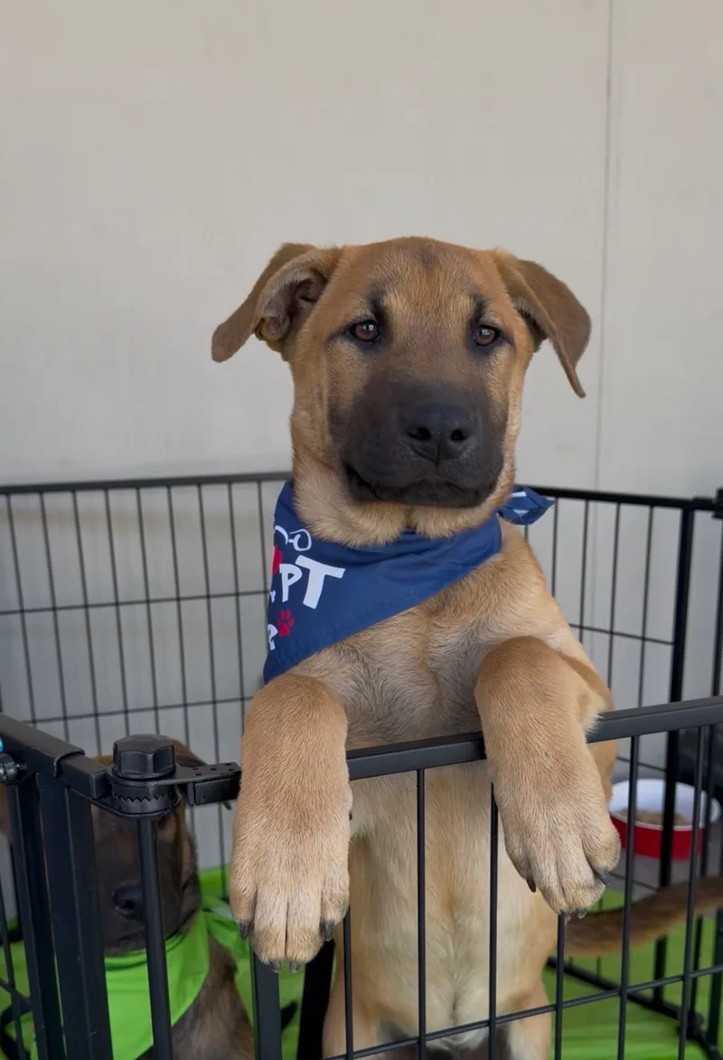 A baby medium-sized male Belgian Shepherd / Malinois dog named Zuko for adoption in Perris, CA