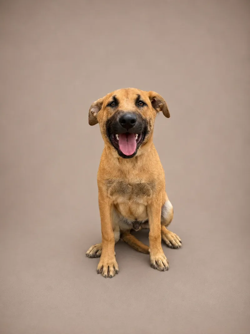 A baby medium-sized male Belgian Shepherd / Malinois dog named Zuko for adoption in Perris, California