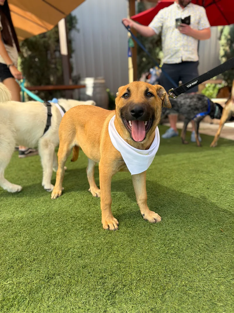 A baby medium-sized male Belgian Shepherd / Malinois dog named Zuko for adoption in Perris, California
