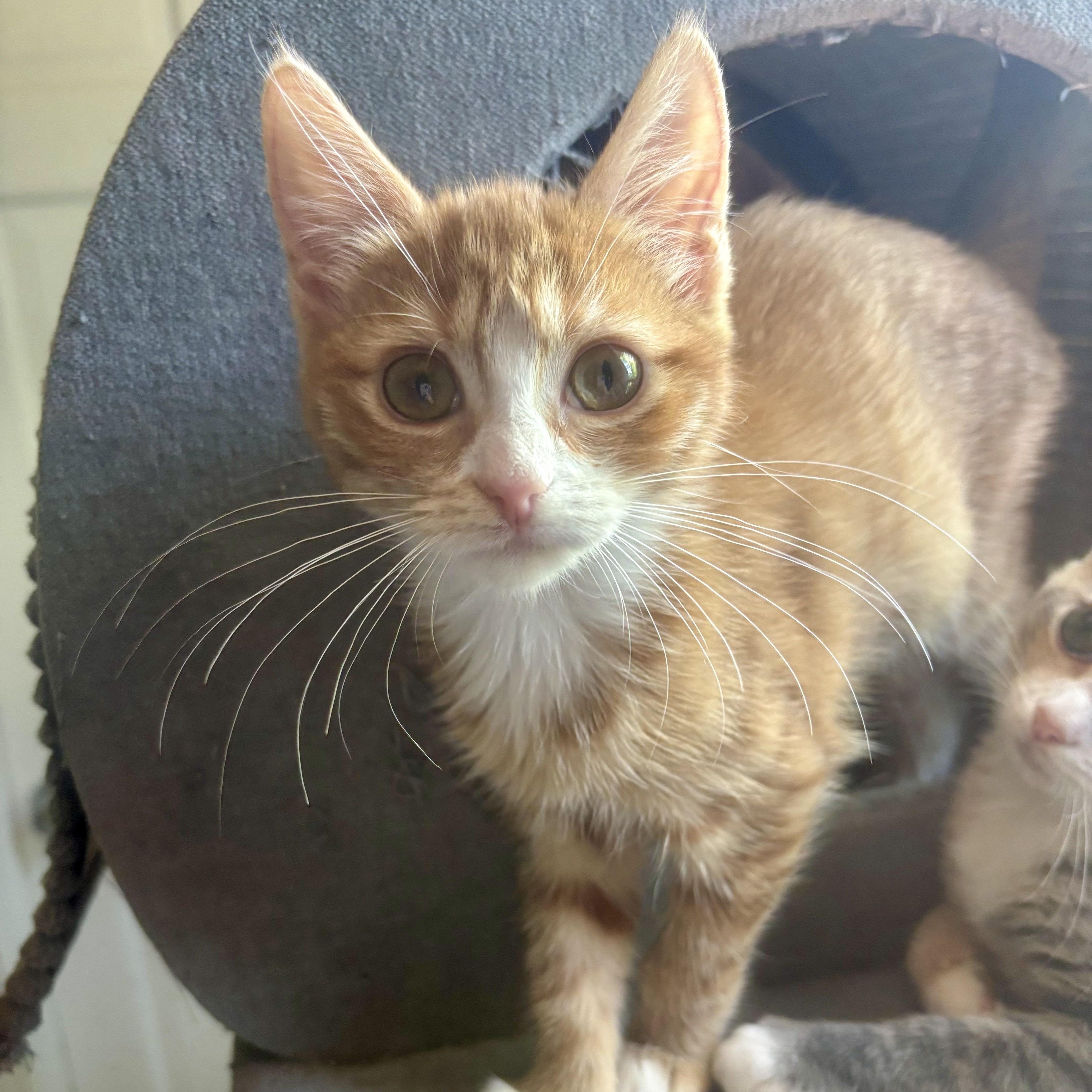 A baby small-sized female Tabby (Orange / Red) Domestic Short Hair cat named Sirocco for adoption in Richmond, VA