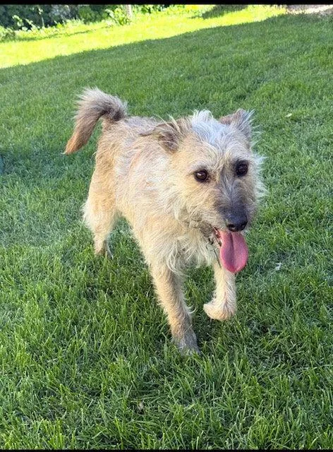 An adult medium-sized female Border Terrier dog named Puppy aka Catniss for adoption in Midway, UT