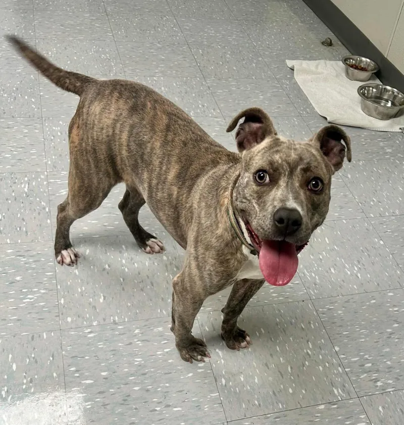A young large-sized female Pit Bull Terrier dog named Valencia for adoption in New Philadelphia, OH