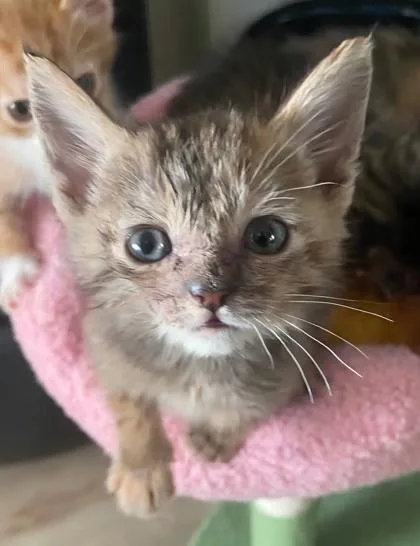 A baby small-sized female Domestic Medium Hair cat named Tostada for adoption in Fresno, CA