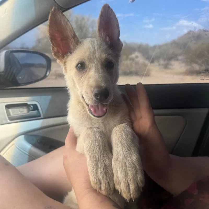 A baby large-sized male White / Cream Shepherd dog named Rocket "Rocky" for adoption in Phoenix, AZ