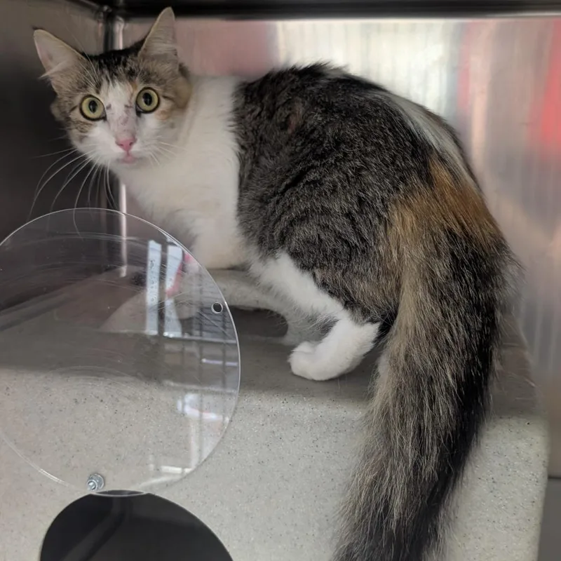 An adult medium-sized female Domestic Medium Hair cat named Hootie for adoption in Bryan, TX