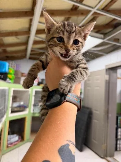 A young medium-sized male Tabby (Brown / Chocolate) Domestic Short Hair cat named Elio for adoption in Leitchfield, KY