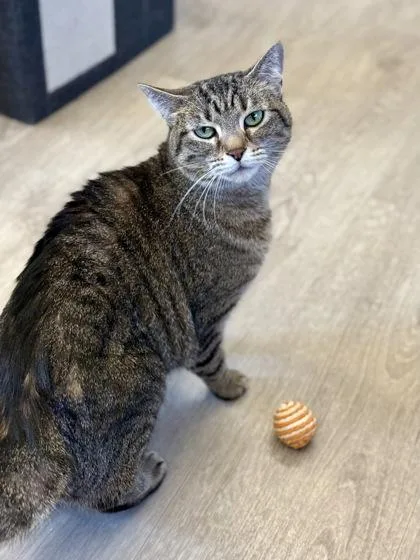 Moewllory thumbnail 2