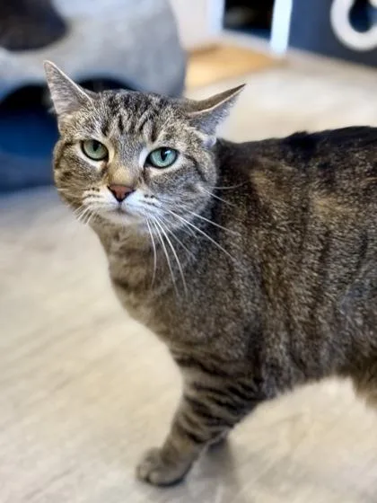 Moewllory thumbnail 3